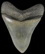 Serrated, Fossil Megalodon Tooth - Georgia #69771-1